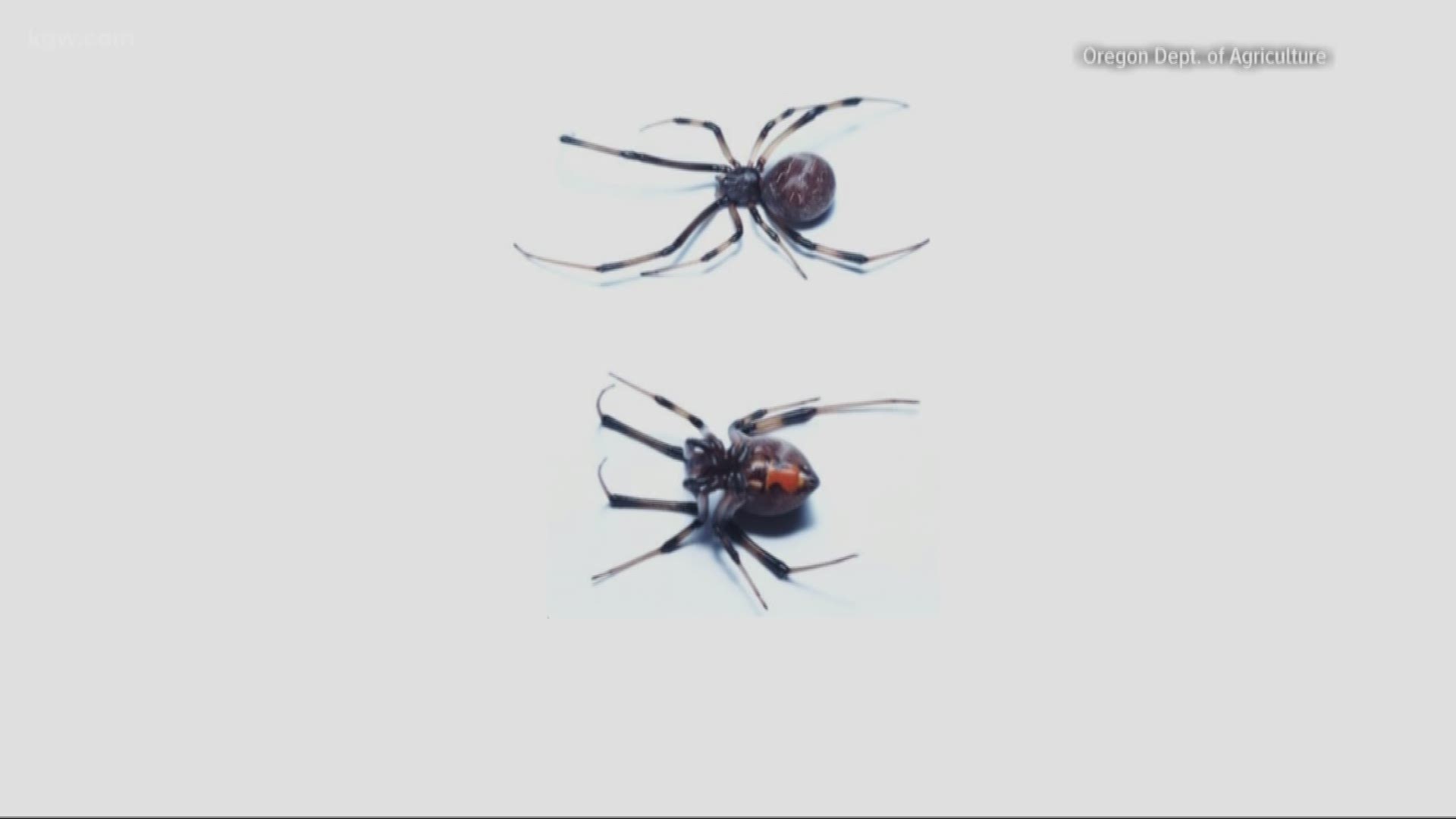 The Brown Widow spider has been spotted in Oregon.