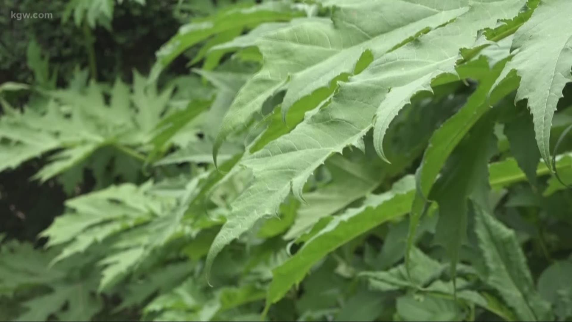 Clark County warns of giant, dangerous 'hogweed' plant