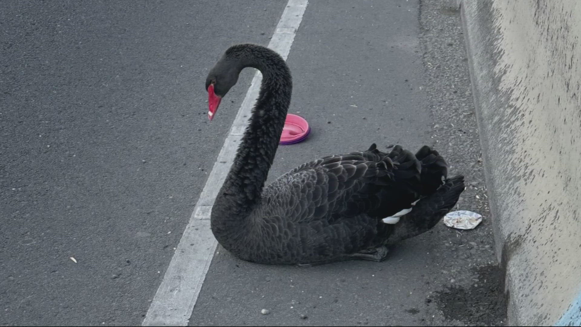 A black swan found on the side of Interstate 5 in Portland was rescued by motorists but had to be put down hours later.