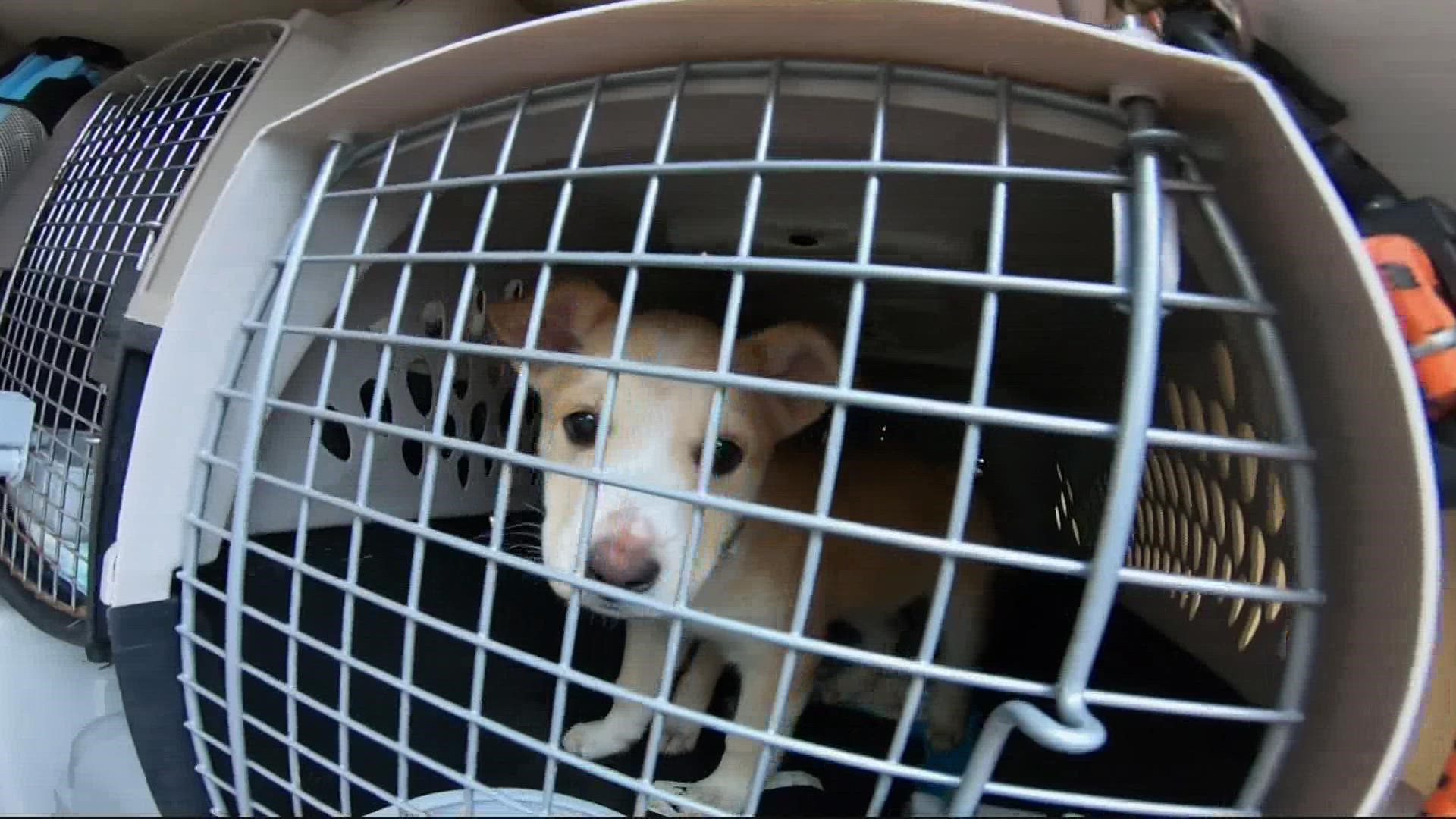 Twenty-eight dogs are coming to the Oregon Humane Society from a shelter near Bakersfield, Calif. The humane society hopes to find them forever homes in Portland.