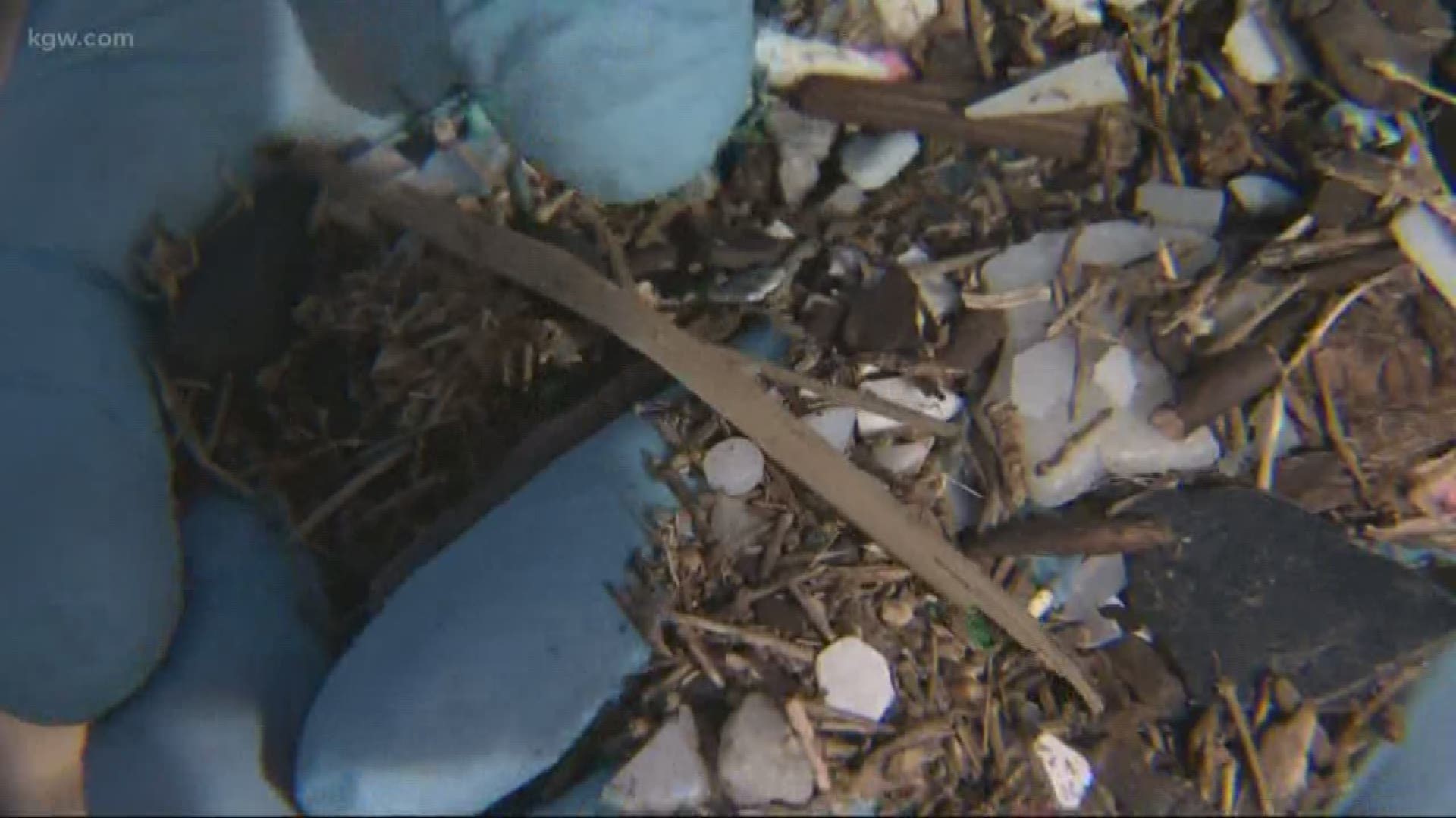 Researchers sampled 300 pacific oysters and razor clams up and down the Oregon coast, and all but two had microplastics in them. What that means for our health.