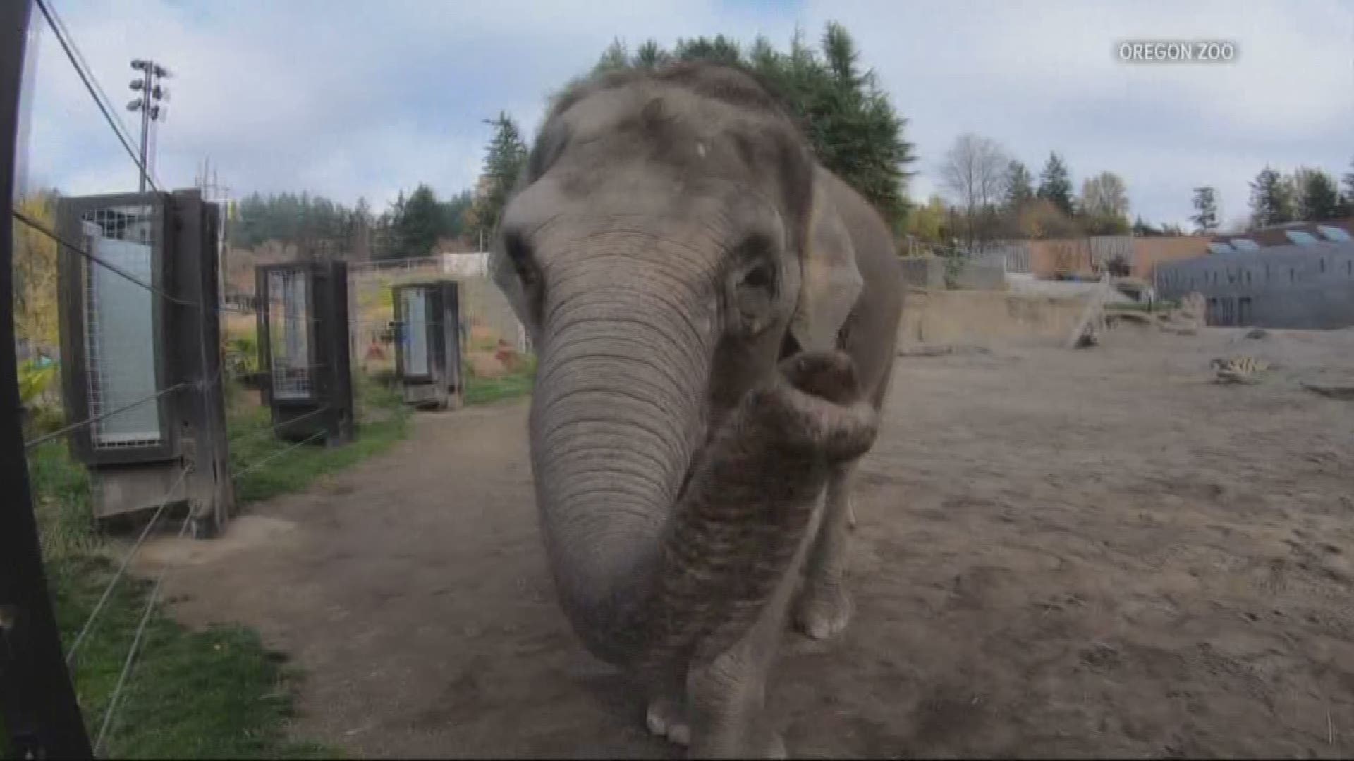 Chendra, a 26-year-old Asian elephant at the Oregon Zoo, had a miscarriage after nearly eight months of pregnancy