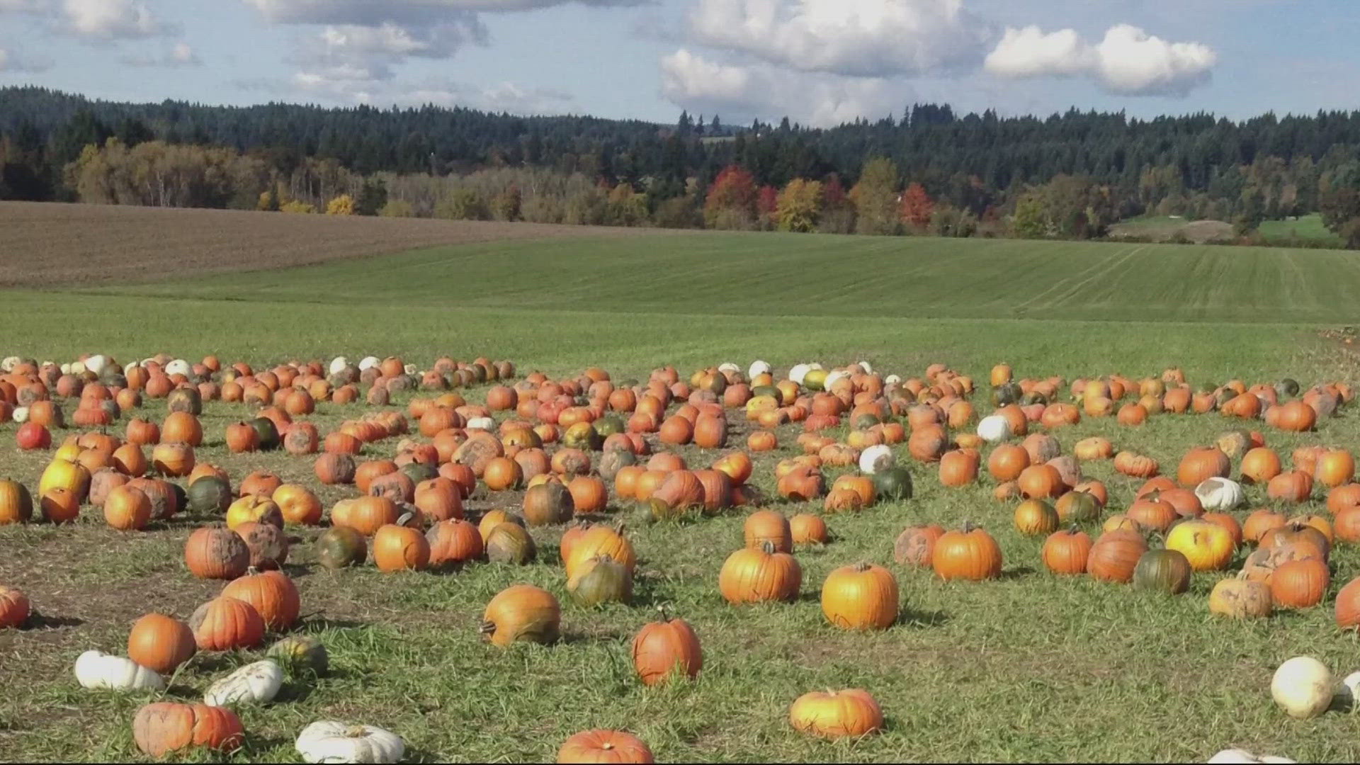 Now that October is here, many people will be looking for fun things to do for the fall season. Here are some pumpkin patches to visit across the Portland metro area