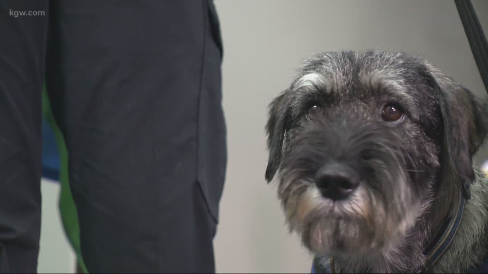 Jocko is training to be a therapy dog for the bureau.