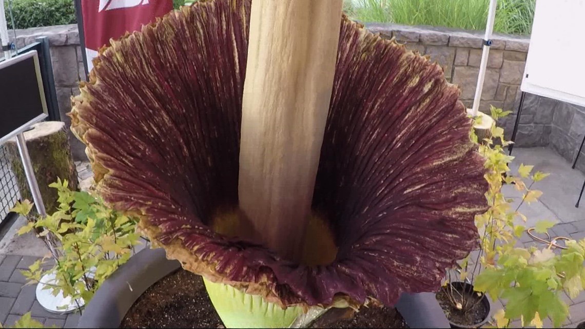 ‘It’ll stink like dead animals’: Corpse flower begins to bloom again at ...