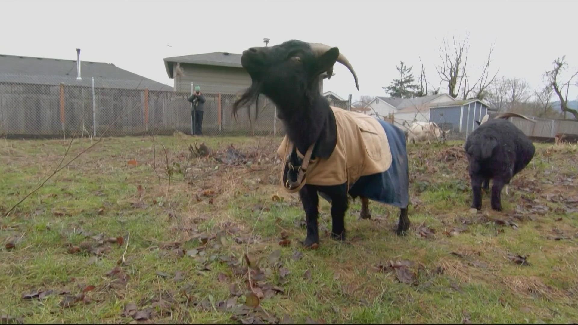 Clearing homeless camps and relocating the Belmont Goats was the first step in the city's plan to build the Peninsula Crossing Safe Rest Village