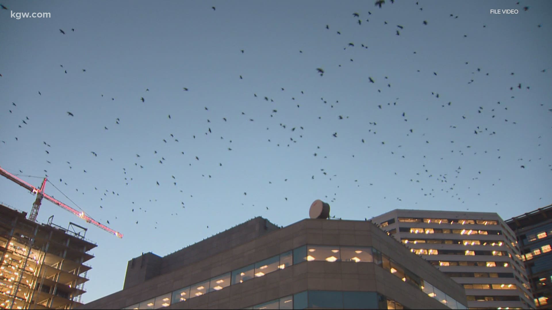For the fourth year in a row, the city is bringing in hawks to clear crows from downtown Portland. Devon Haskins reports.