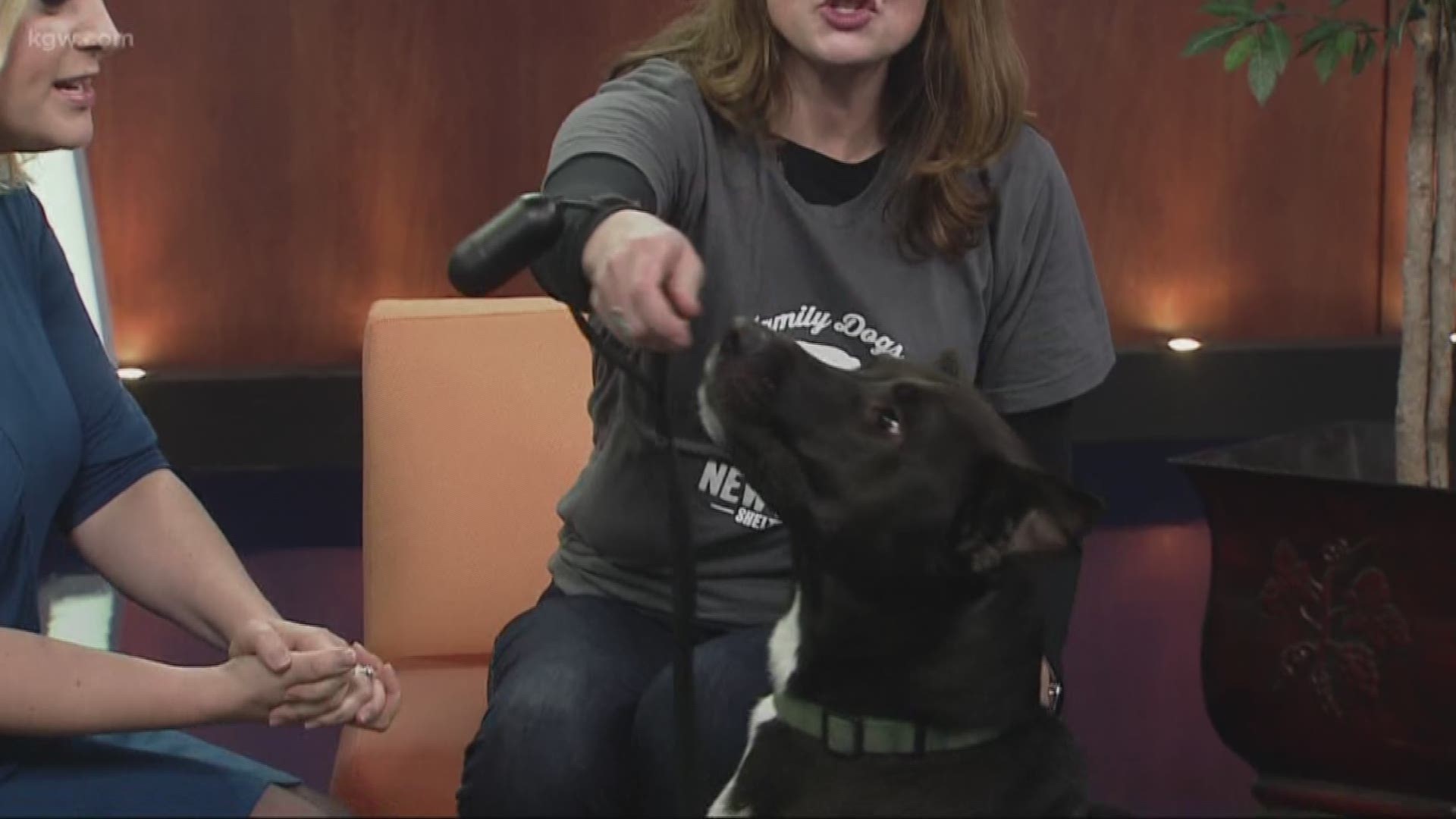Becky Robbins of Family Dogs New Life introduces us to Duke.