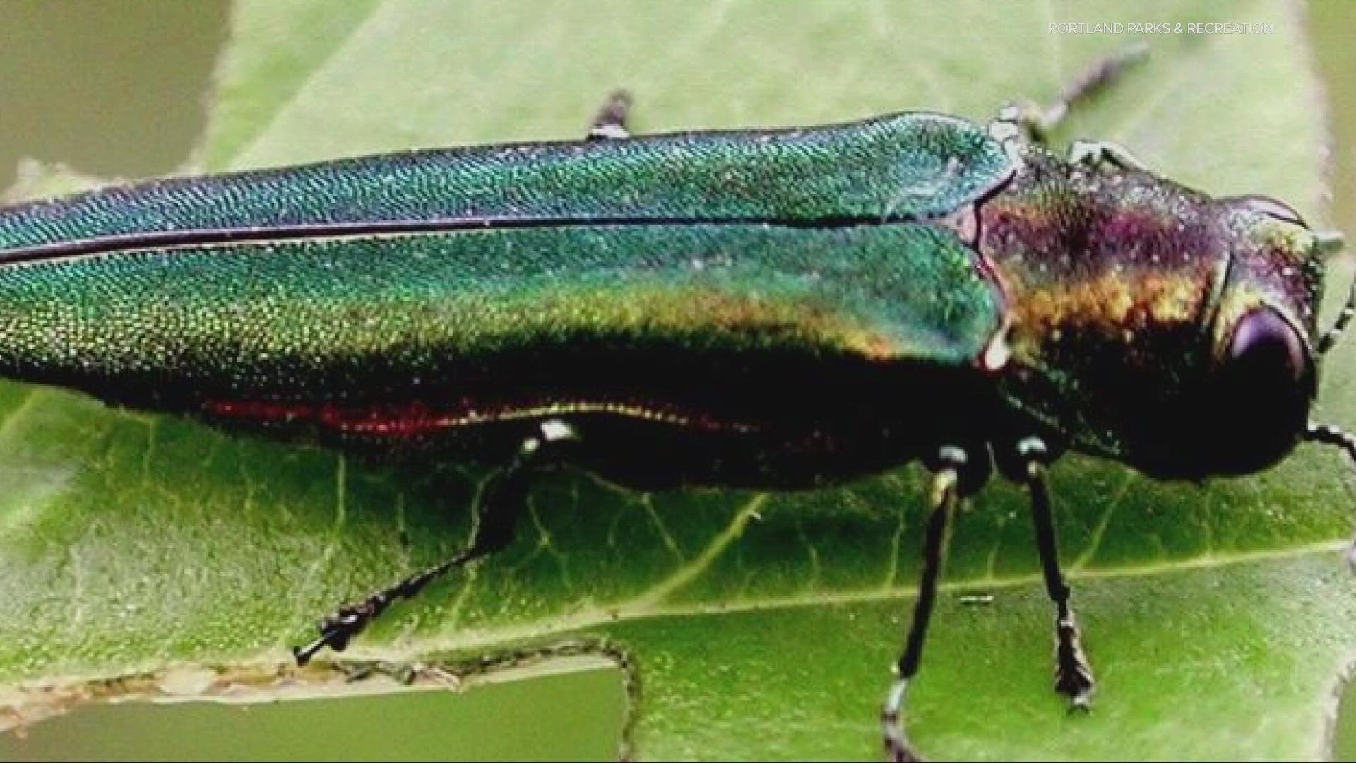 The Emerald Ash Borer beetle has been described as the most destructive forest pest in the country, but hasn't been seen on the west coast until now.