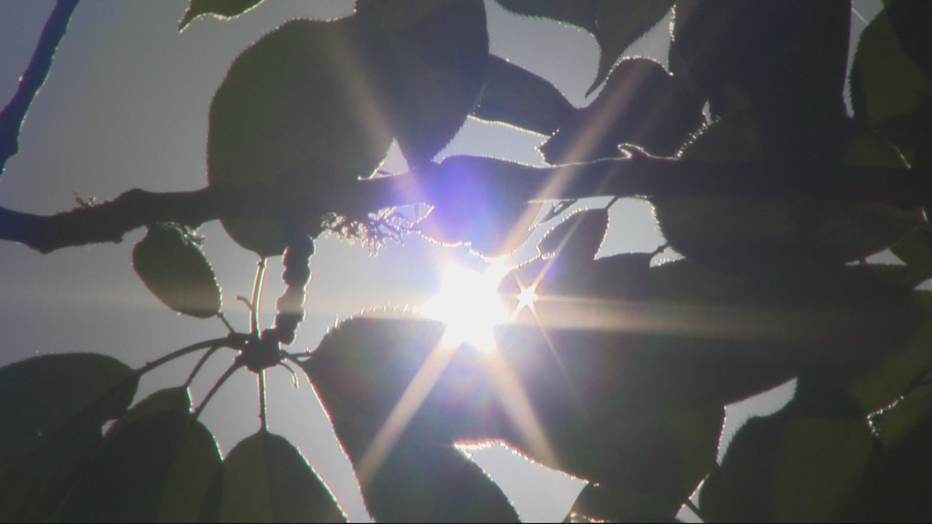 Our trees and plants are still reeling from the effects of the extreme heat. Keely Chalmers found out what we should be doing right now to save our yards.