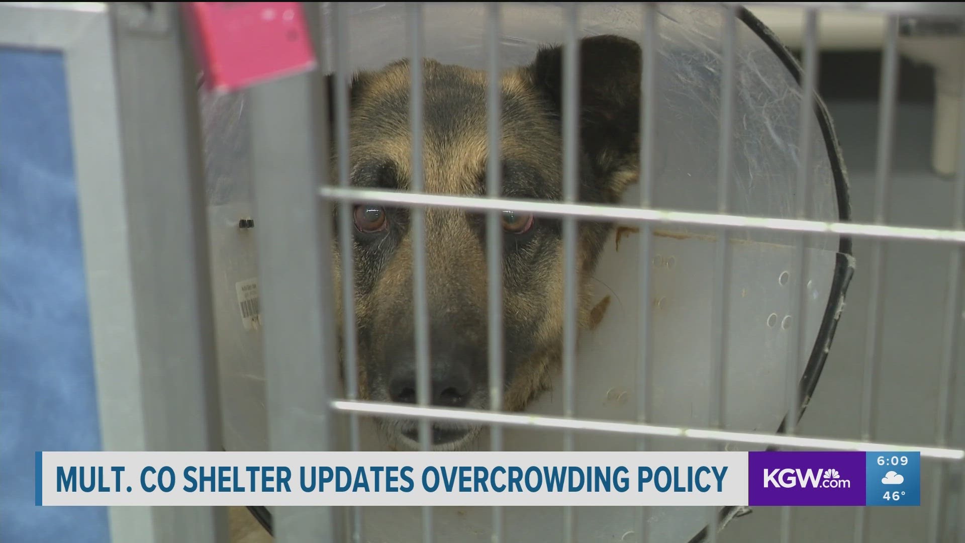 Multnomah County policy does not explicitly state that animals should not be euthanized due to capacity. Shelter director said they did not think it needed to.