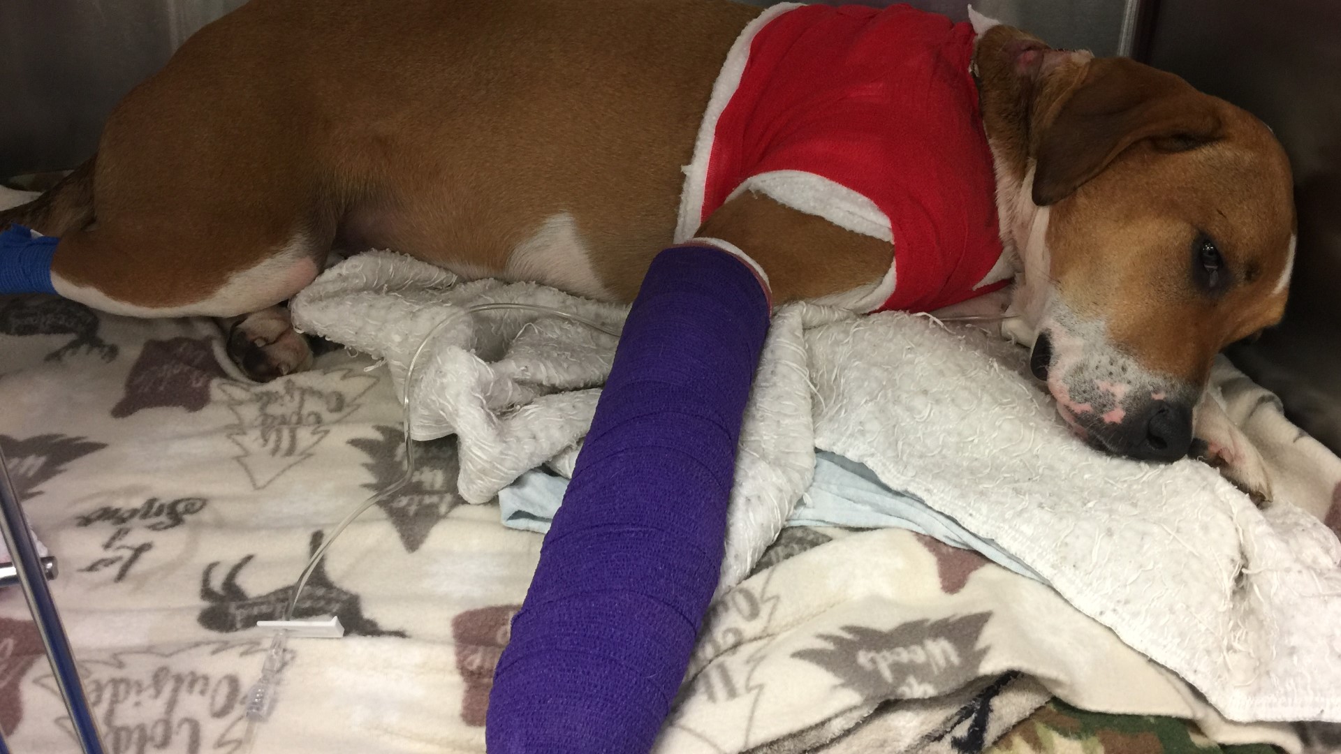 Dog shot while on walk in SE Portland | kgw.com