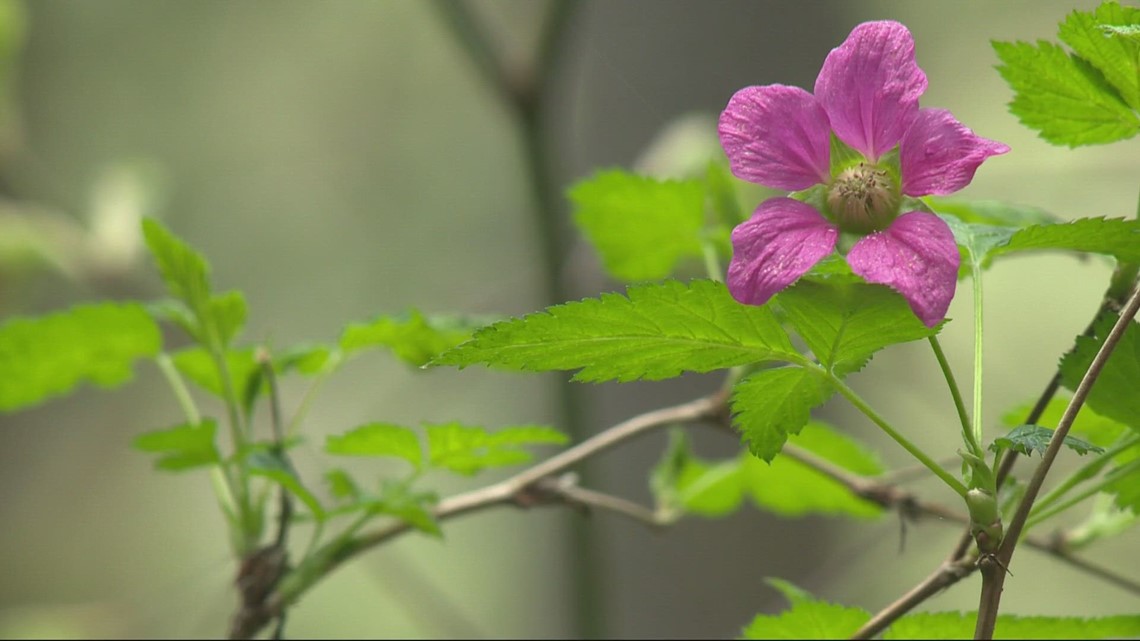 Silver Falls State Park Mother's Day Birding and Wildflower Festival underway