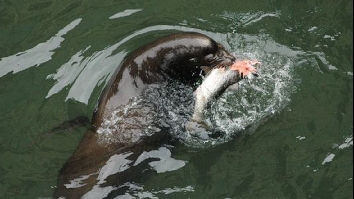 Sea lion showdown: Will the Sacramento River's visitors be a boon