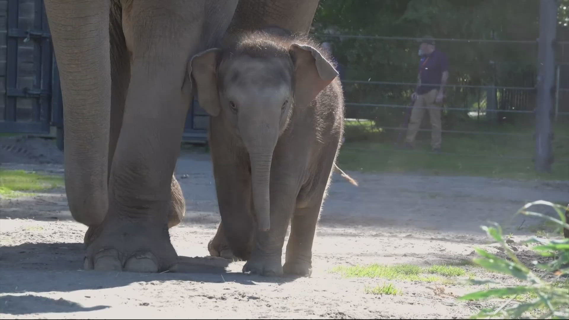 At nearly 400 pounds, Tula-Tu is now 2-and-a-half months old, and Wednesday marked her first time outside in a public area.