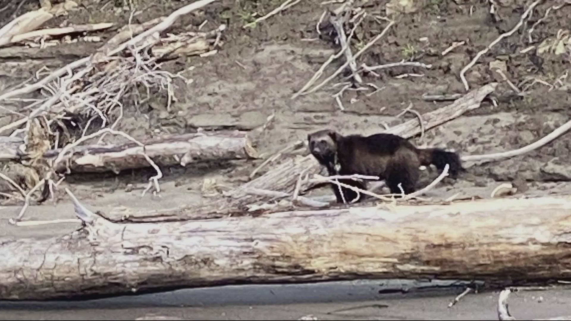 It’s the first sighting of a wolverine outside of the Wallowa Mountains in more than 30 years. They’re more common in Canada and Alaska.