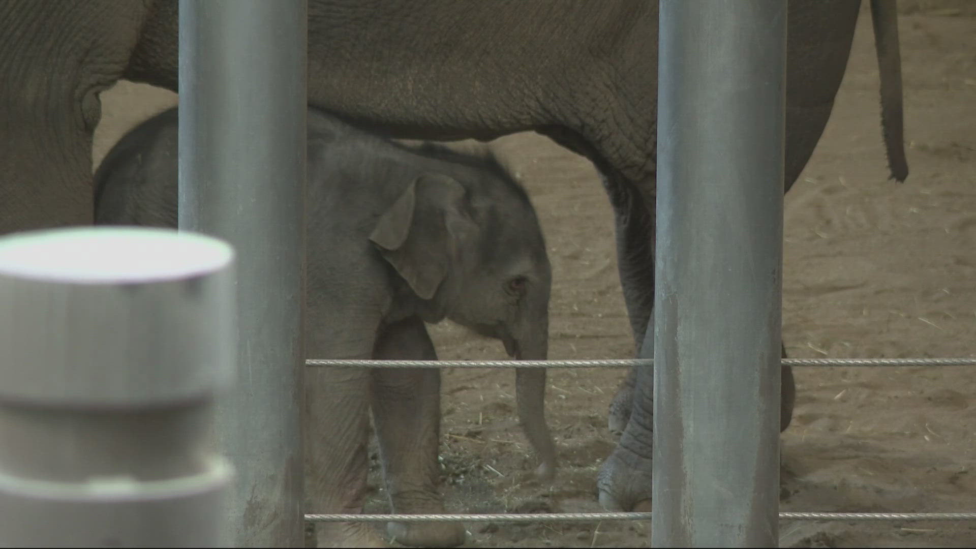 For the first time in over a decade, there is a new elephant at the Oregon Zoo, after Rose-Tu gave birth to a 200-pound elephant calf. 