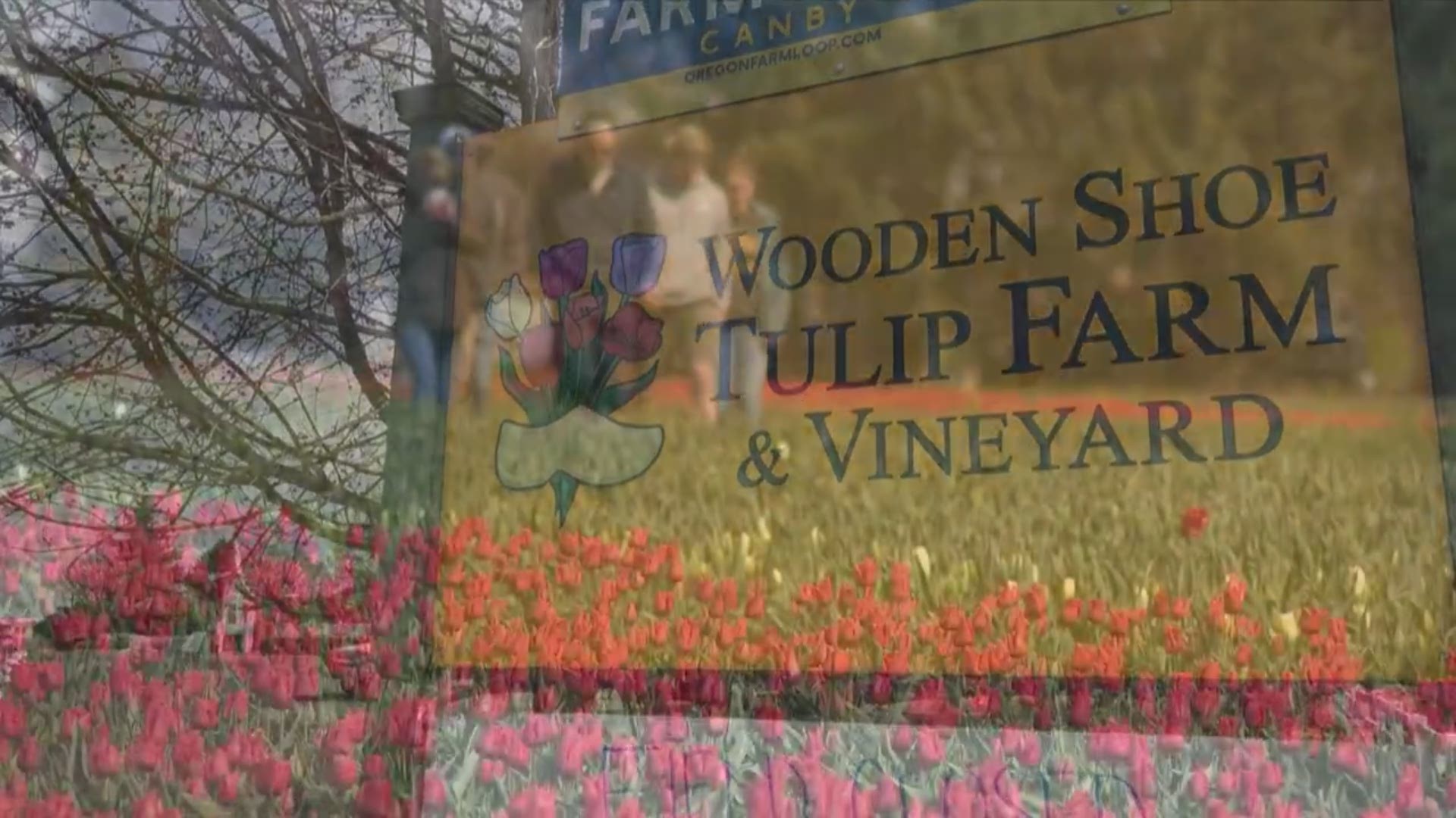 The 2020 Wooden Shoe Tulip Festival is canceled. But, as one door closed, a window of opportunity opened to bring a little joy in these uncertain times.