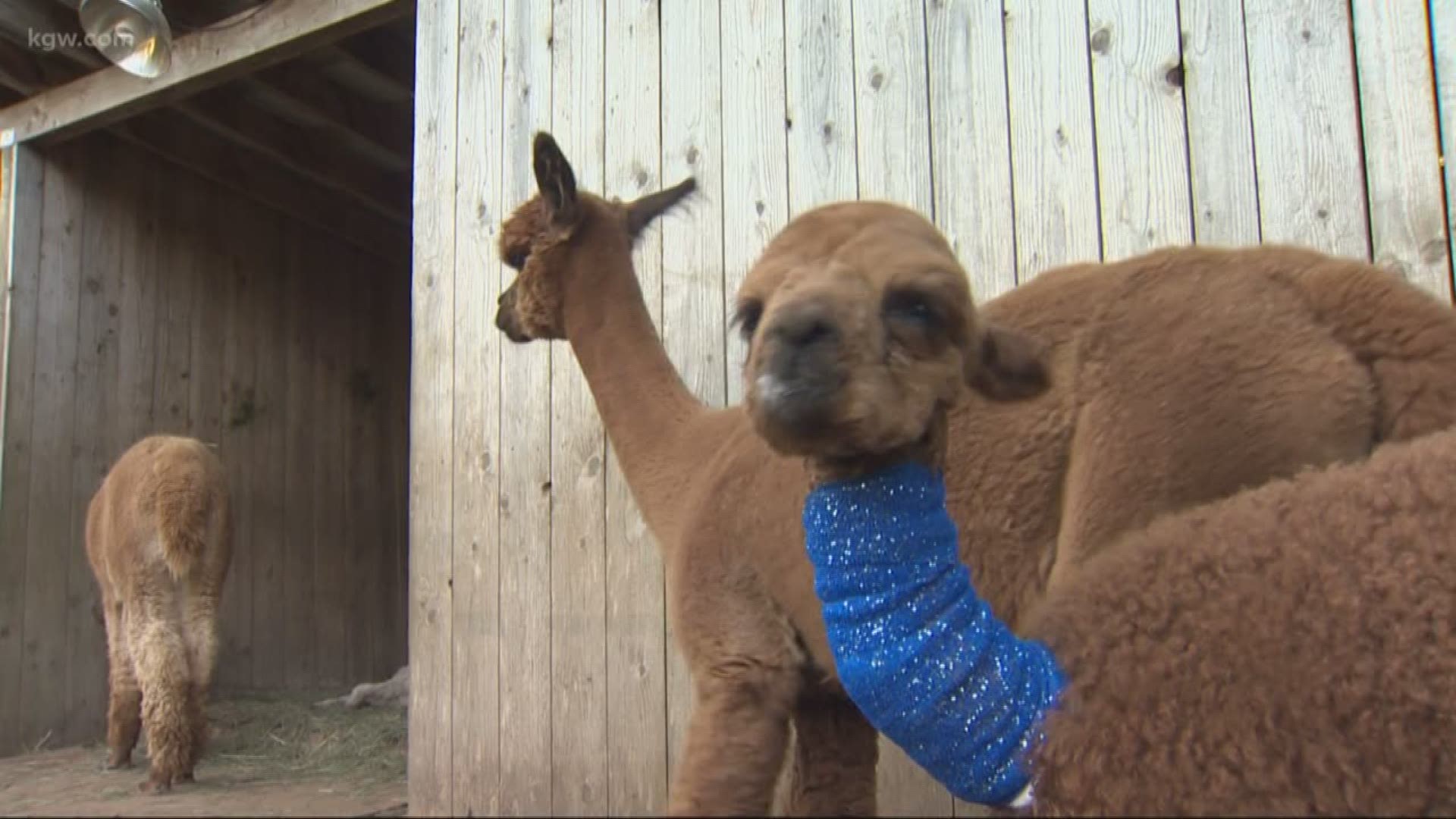 Mother saves baby alpaca from a cougar