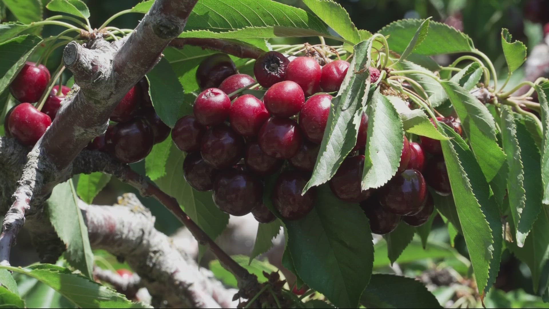 This year marks the third bad crop season in a row for Oregon cherry farmers, state leaders are looking into funding.