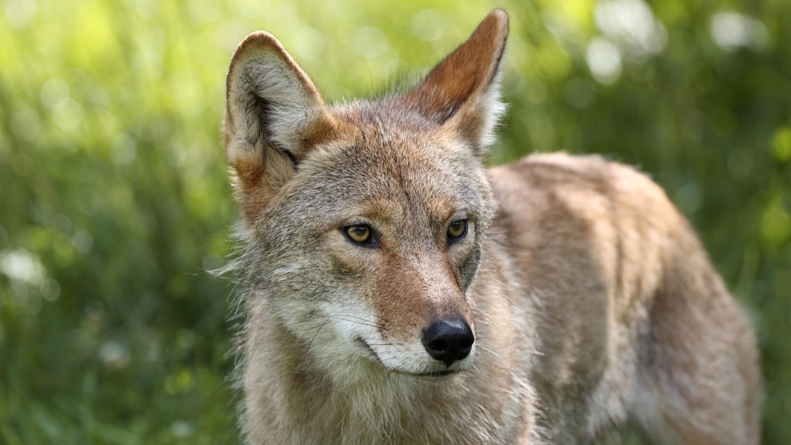 Rabid coyote bites man in Marion County | kgw.com