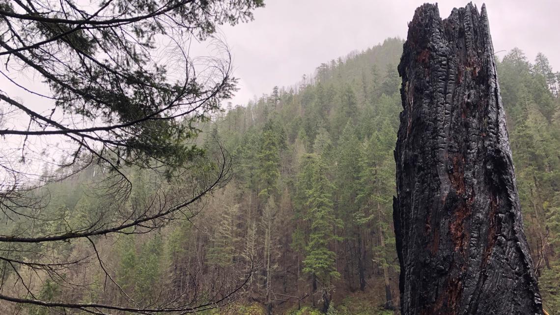 Eagle Creek Trail reopens more than 3 years after Columbia Gorge fire 