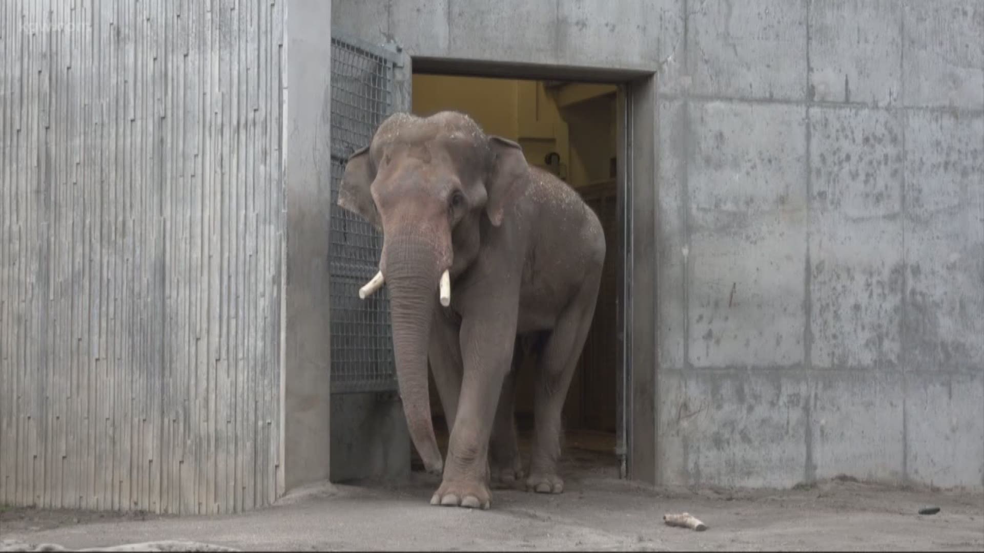 New elephant 'Samson' arrives at Oregon Zoo