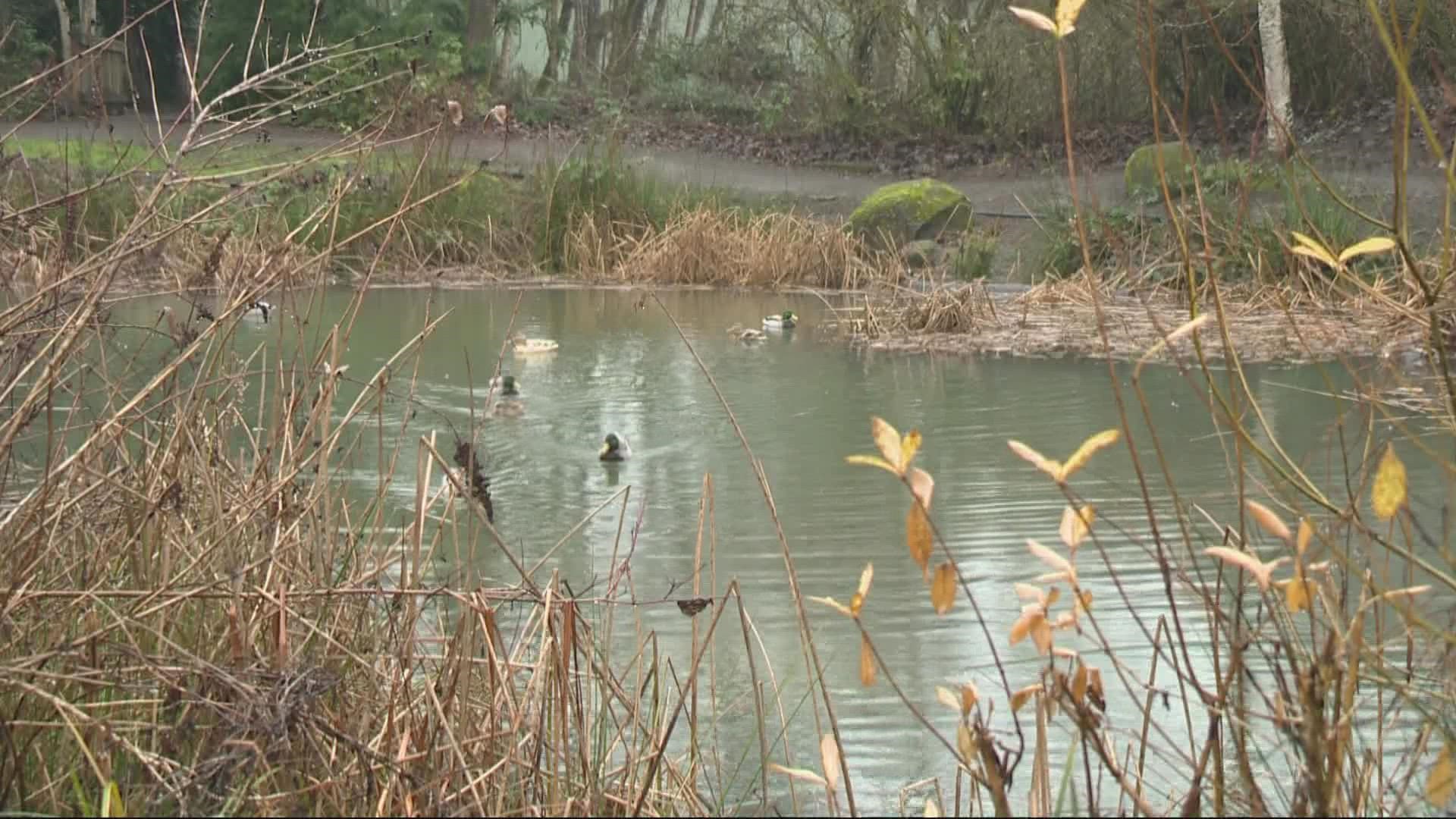 There's a 5-acre wetland on the Clackamas Community College campus where people can learn about the outdoor spaces around them. KGW's Jon Goodwin reports.