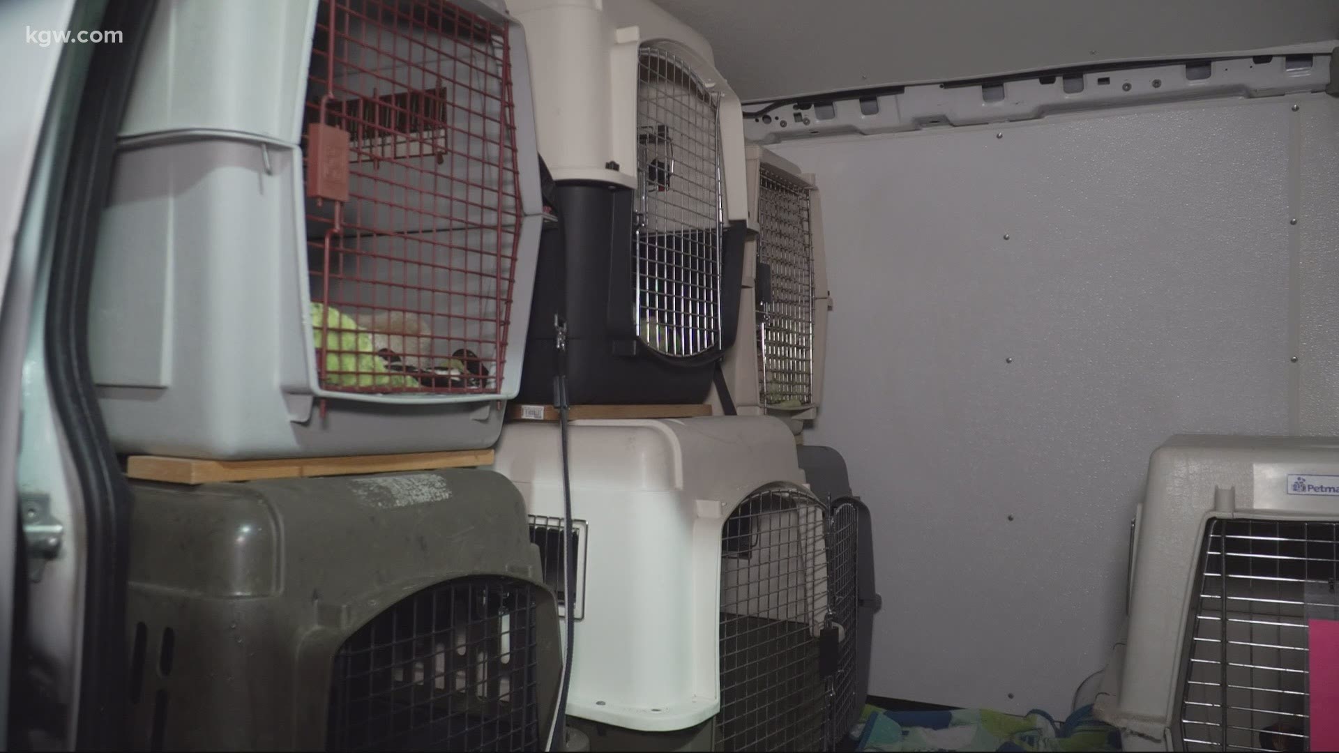 A scary situation had a happy ending after a man stole a van loaded with a dozen dogs in Northwest Portland.