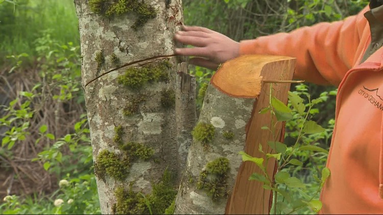Infamous ‘Gresham Lumberjack’ keeps felling Springwater Trail trees