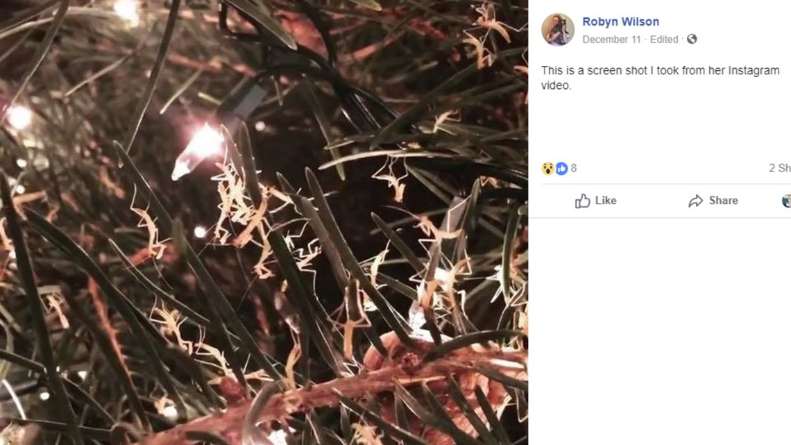 Have you checked your Christmas tree for praying mantis egg sacs?