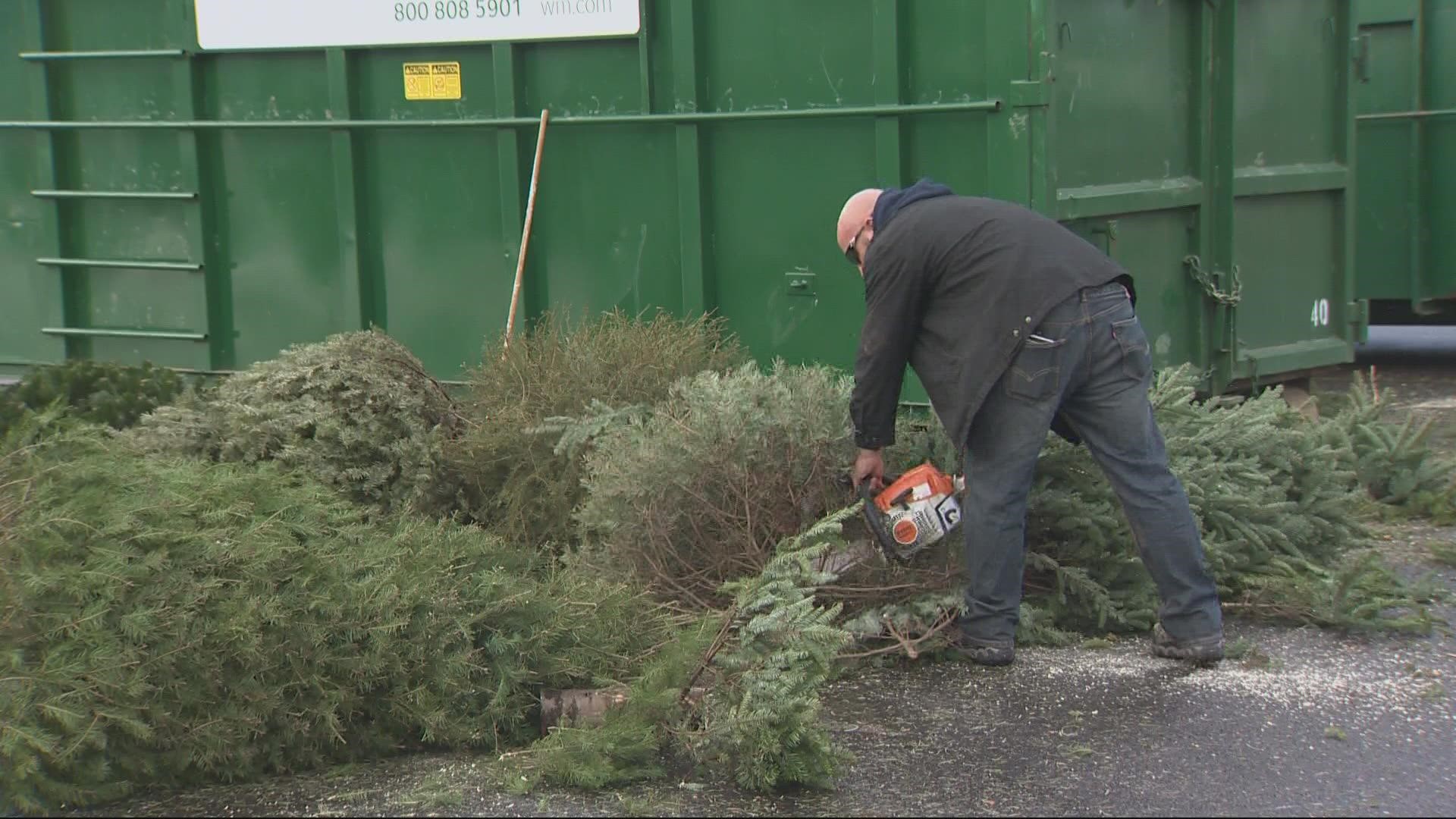 Recycled Christmas trees turned into salmon habitats