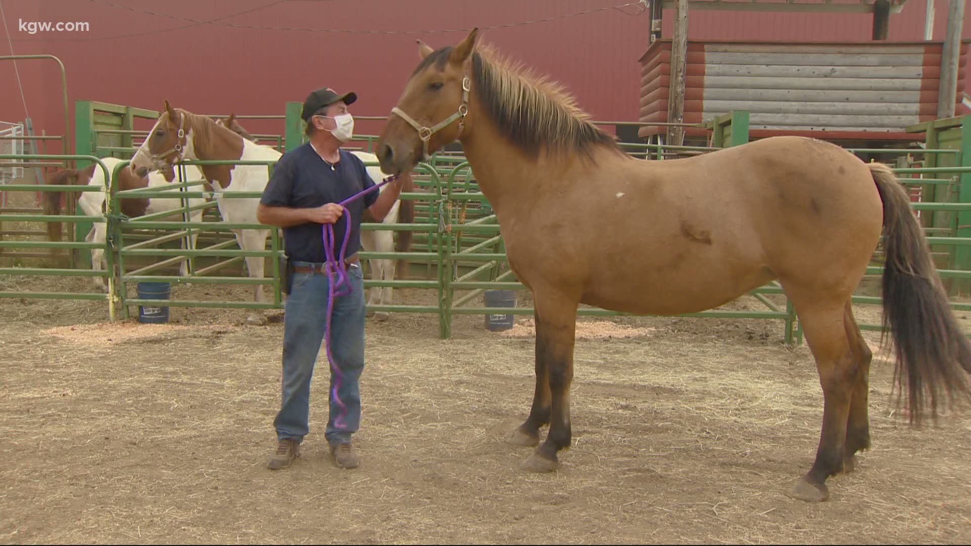 The Facebook group, called Cowgirl 911, is a dispatch system created to save Oregon livestock and farm animals.