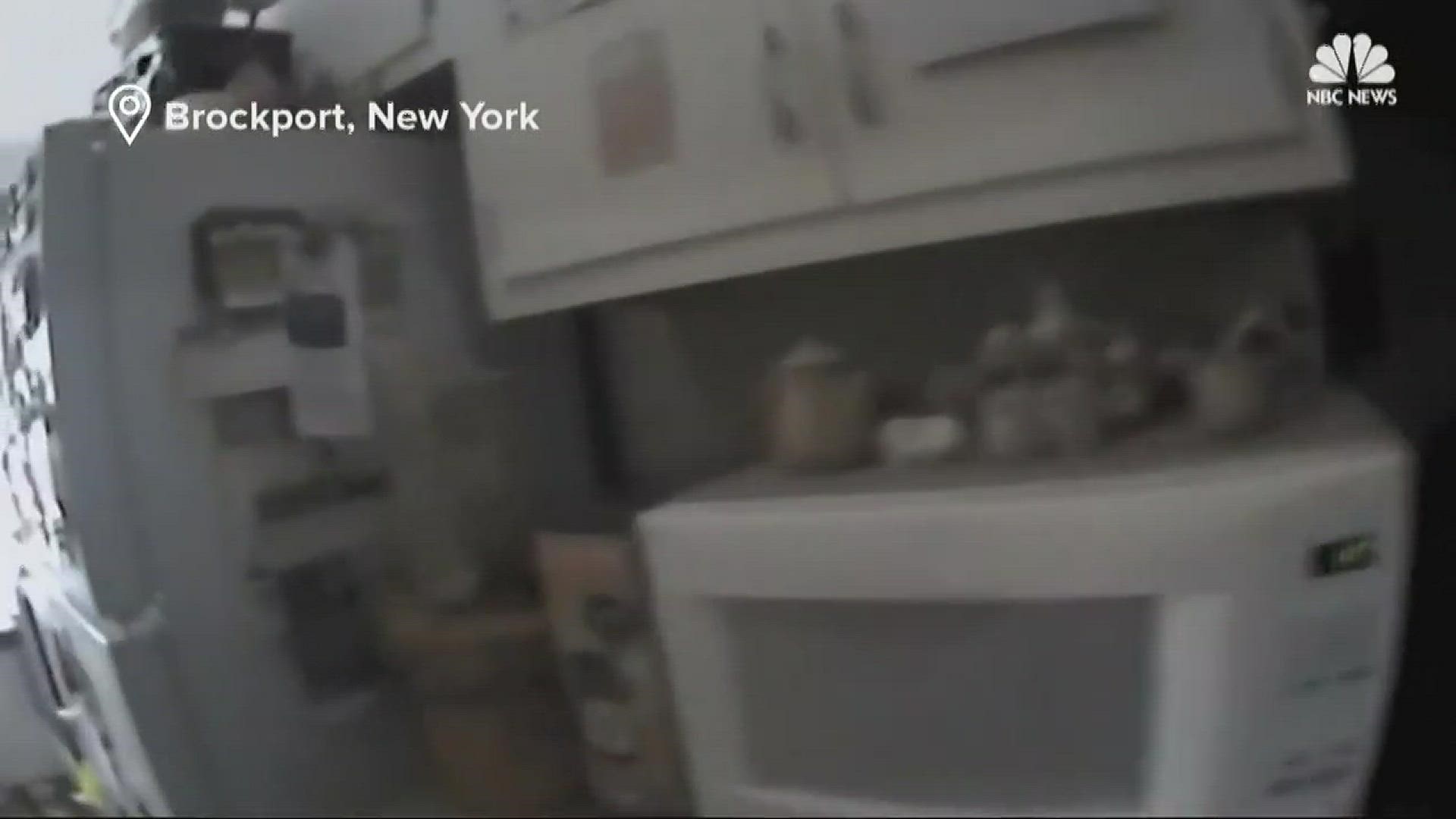 An officer's body camera video shows a squirrel lunging at the officer after it broke into a home in upstate New York and started eating some cookies.