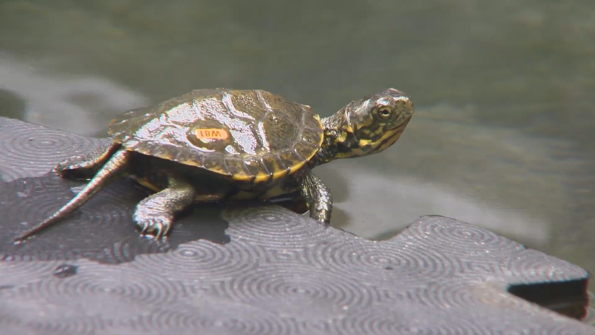The Oregon Zoo joined repopulation efforts in 1998. Today, more than 1,800 turtles have been released to new population sites.