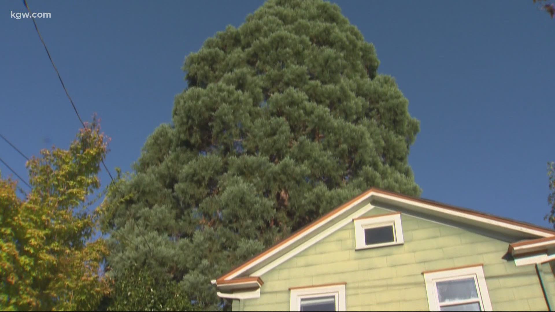 Theo Smith and his wife love the home and do not want to demolish it in order to save the sequoia tree.