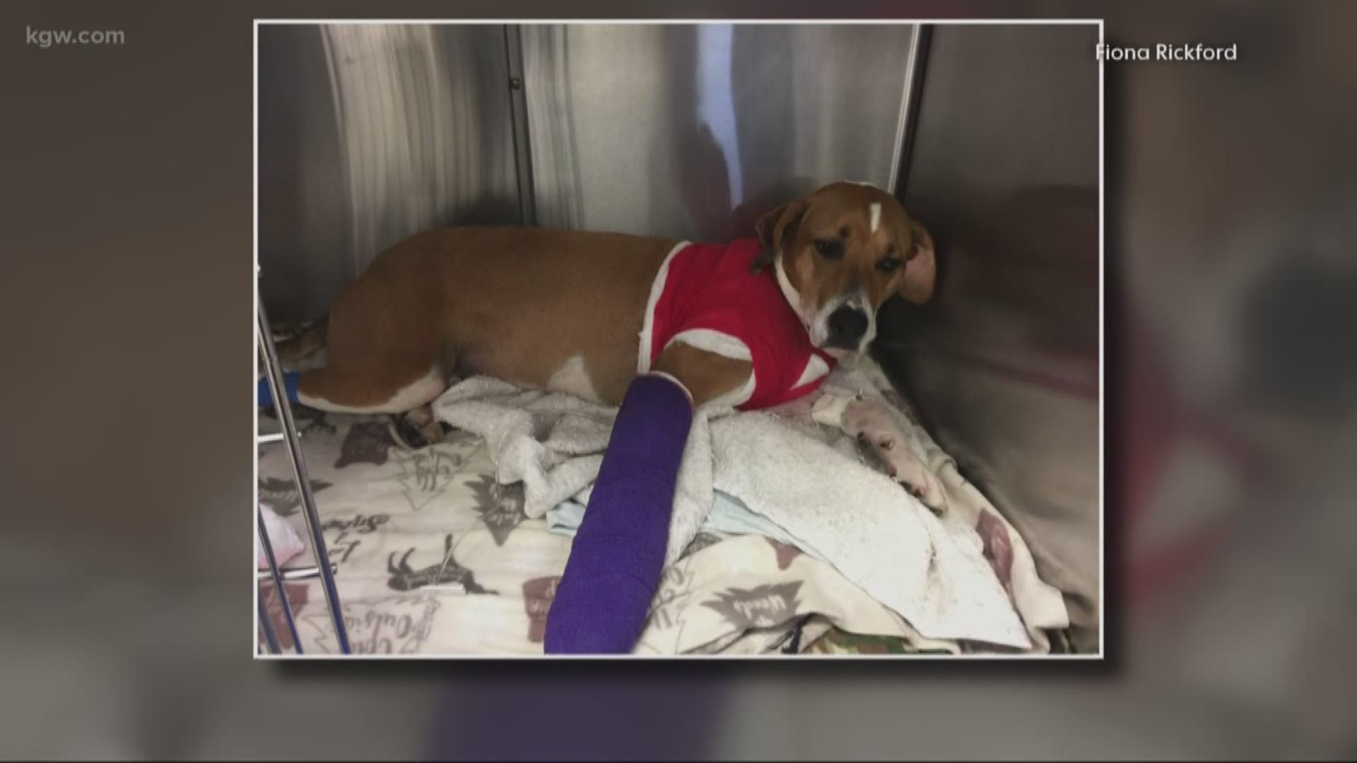 Dog recovering after being shot on walk in SE Portland