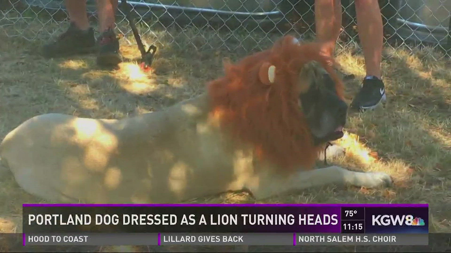 Portland dog dressed as lion turning heads