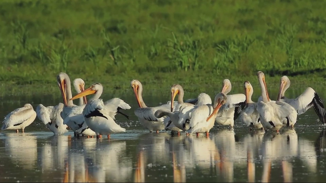 Photographers capture a birder's paradise at Ankeny National Wildlife Refuge