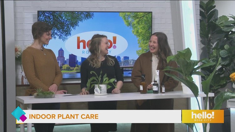 Indoor plant care tips from The Plant Doctors
