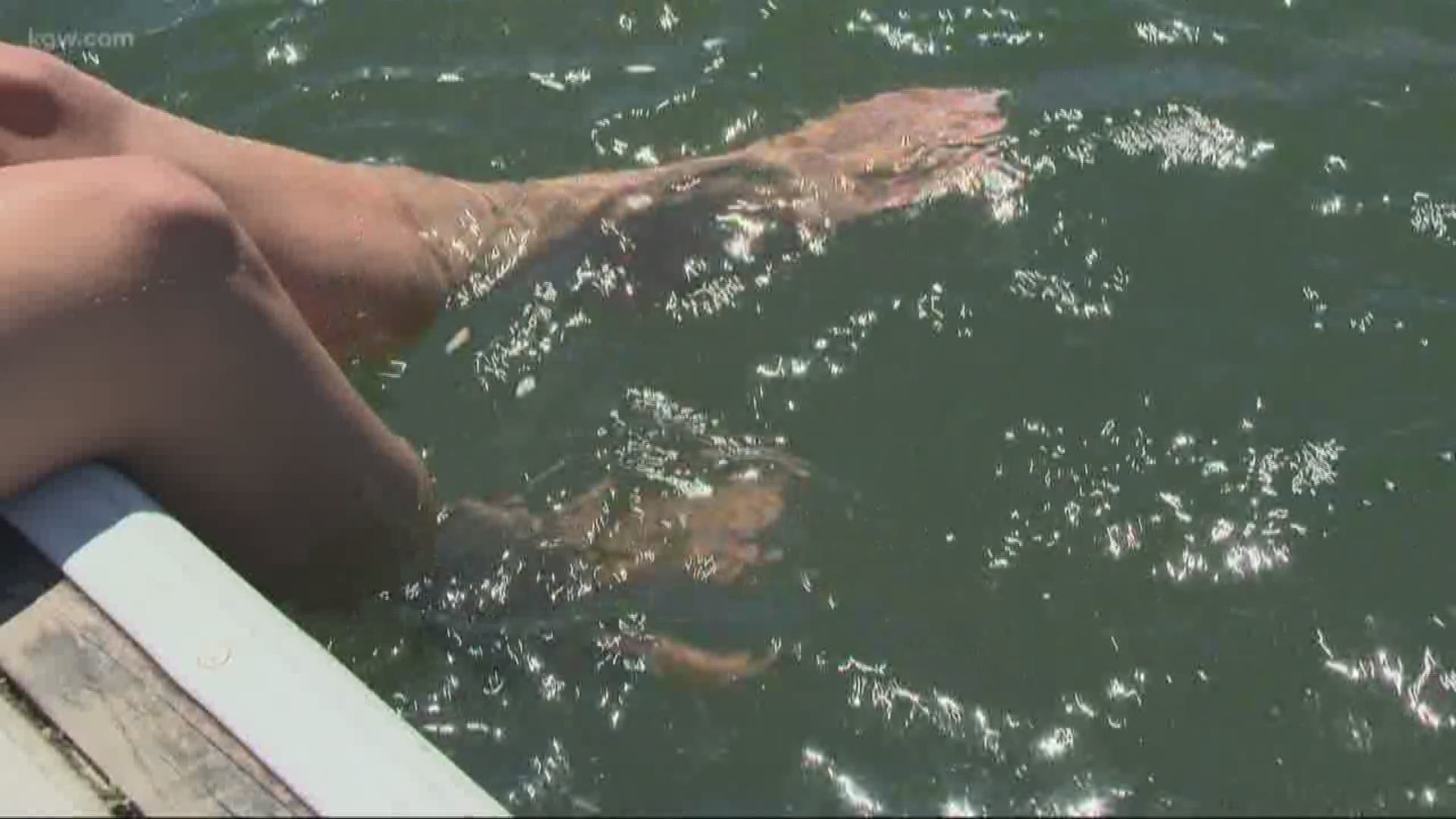 Early season swimmers recommended to take precautions when swimming in the Willamette River.