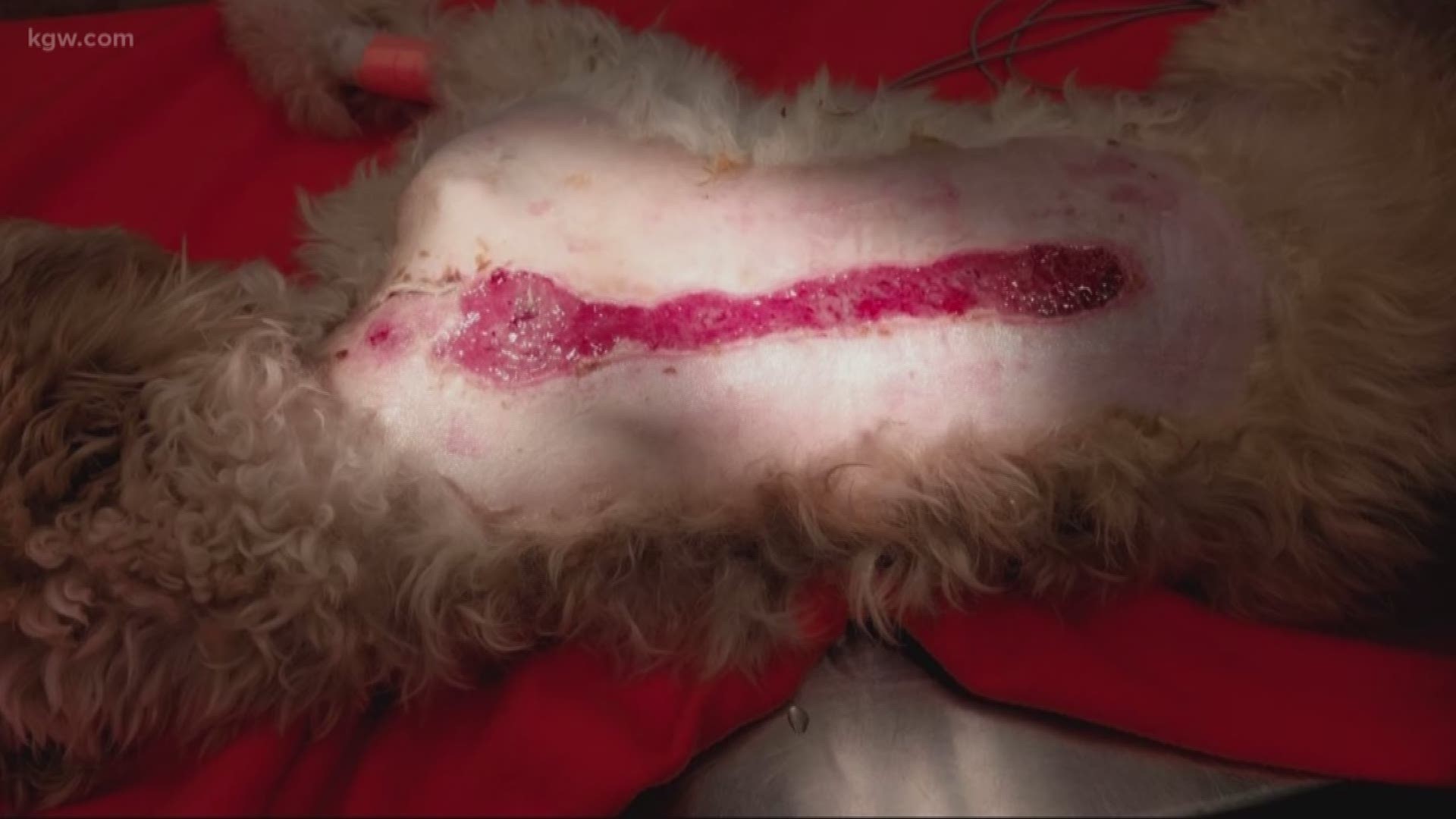 A dog was badly burned during surgery.