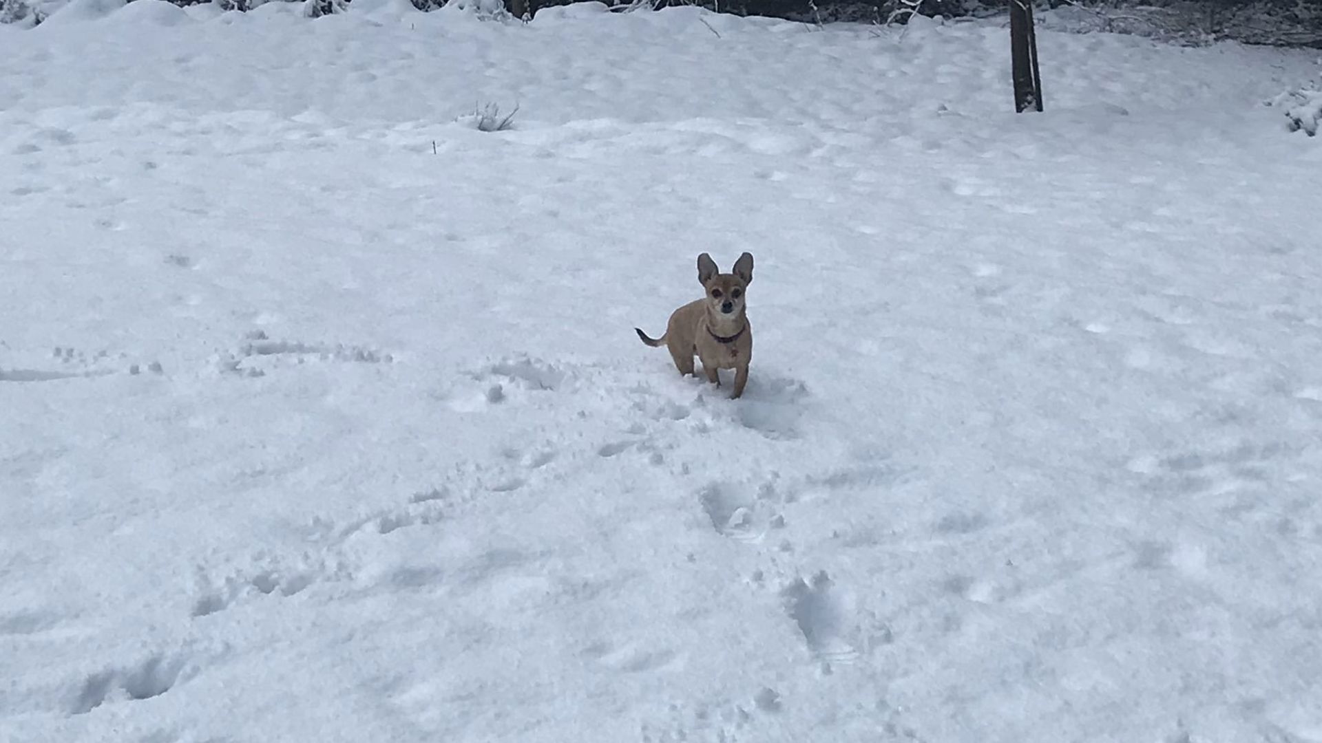 Snow storm wallops Portland region | kgw.com