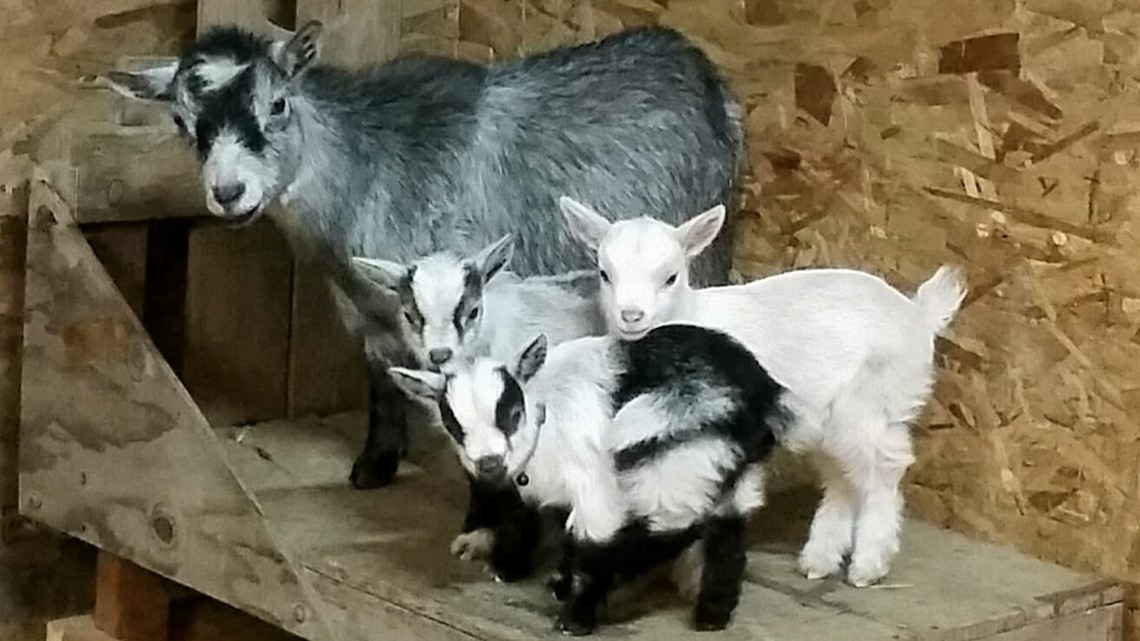 Photos All the pets (that aren't dogs and cats) on National Pet Day