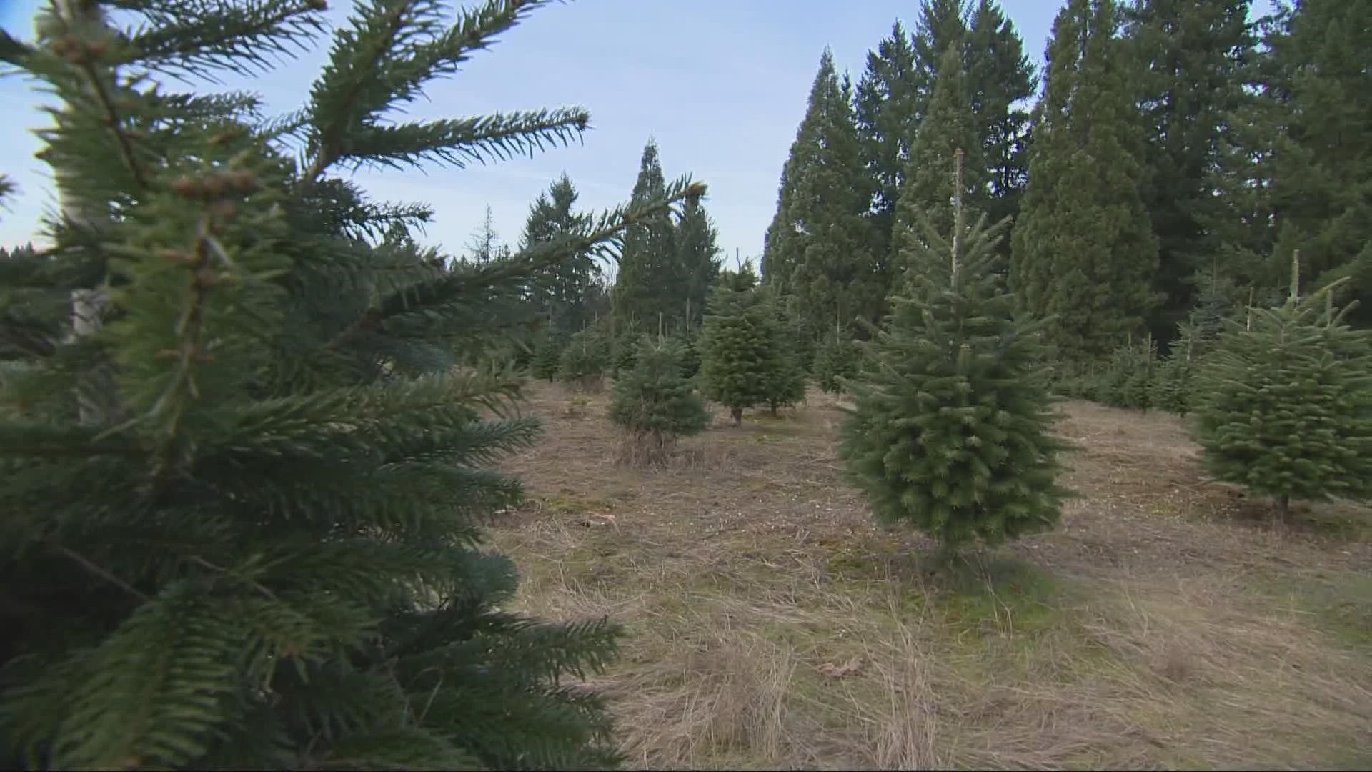 Oregon Christmas Tree Farms said there's no tree shortages, but Oregonians can expect to pay about $2 more per foot.