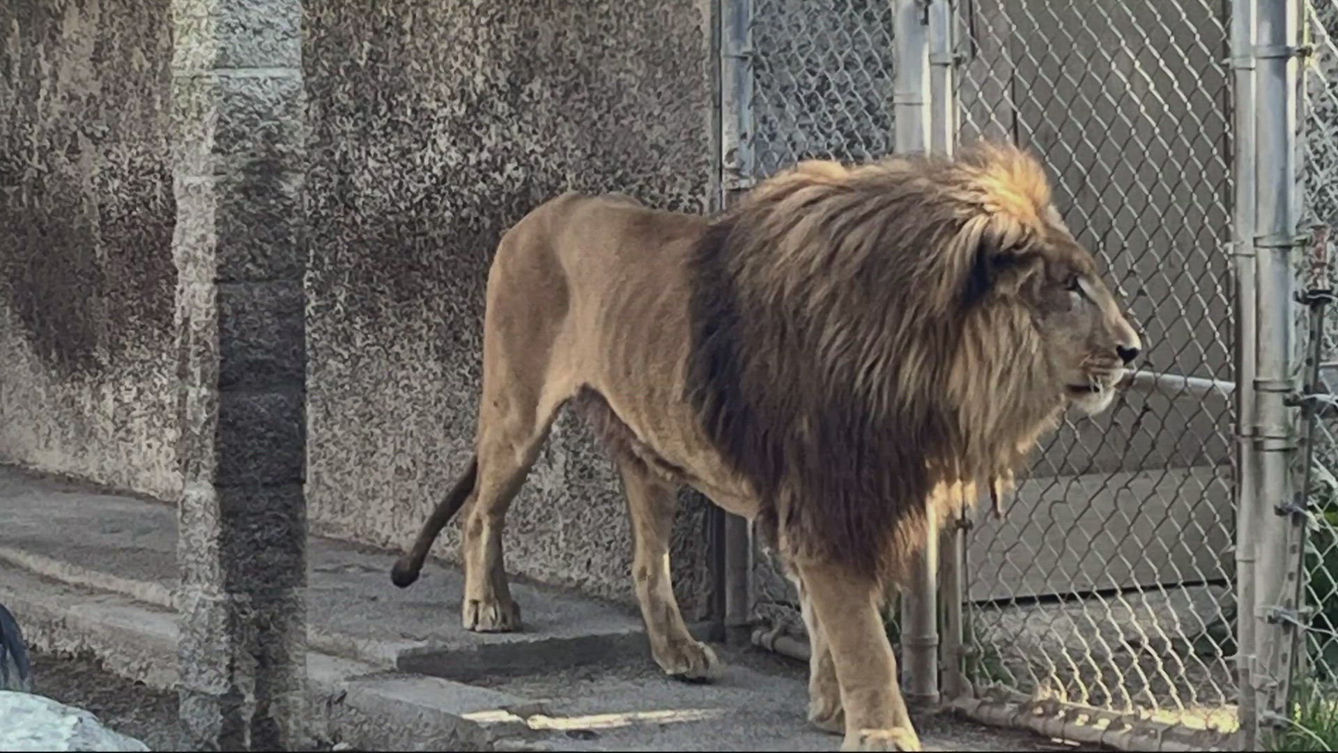 Oregon State Police said they have seized and relocated all the other animals found at West Coast Game Park Safari; there's no word on any charges.