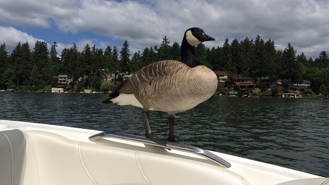 Hatch cam Lake O's Kyle the Goose is having goslings!