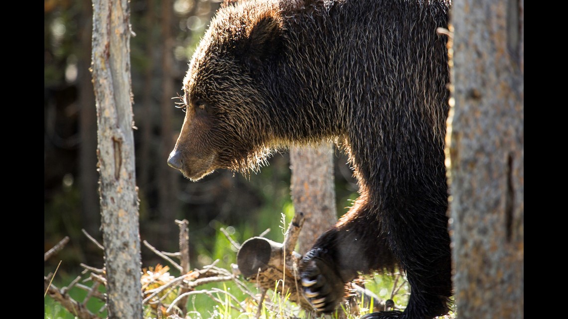 Bear attack at Yellowstone injures 10-year-old Washington 