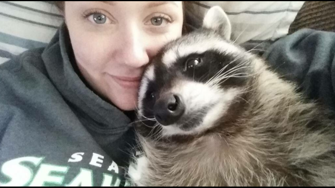 Mae the pet raccoon cannot return to Seattle family, judge rules 