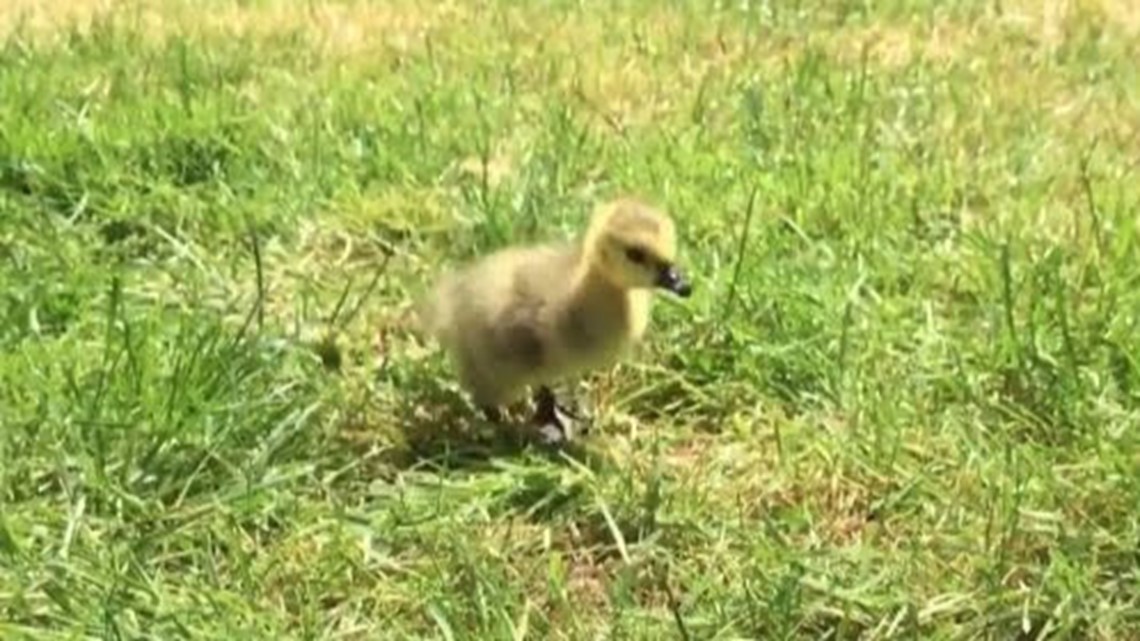 Baby Jack is thriving, but Kyle the Goose loses other gosling